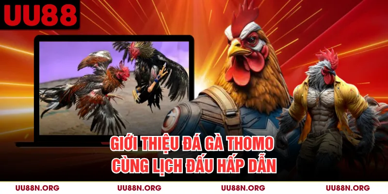 Giới thiệu đá gà Thomo cùng lịch đấu hấp dẫn