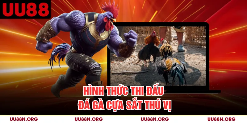 Hình thức thi đấu đá gà cựa sắt thú vị