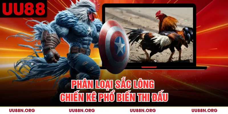 Phân loại sắc lông chiến kê phổ biến thi đấu